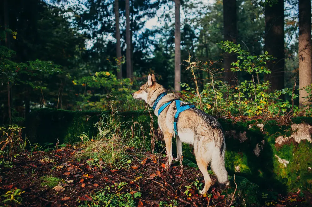 Koira metsässä