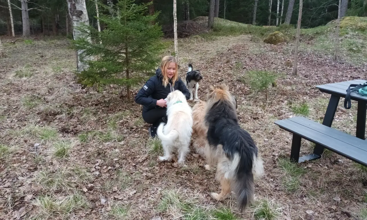 Omistaja ja koirat piknikpöydässä