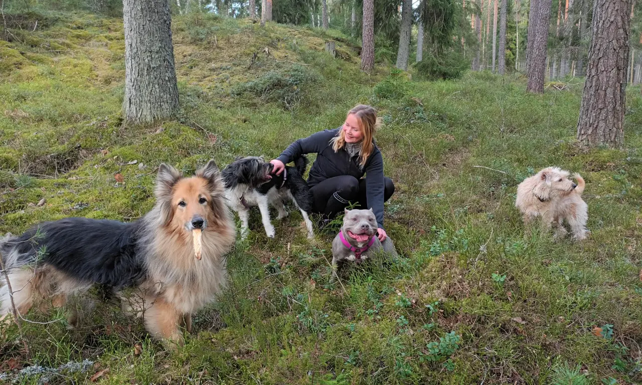 Koirat leikkivät omistajansa kanssa koirametsässä
